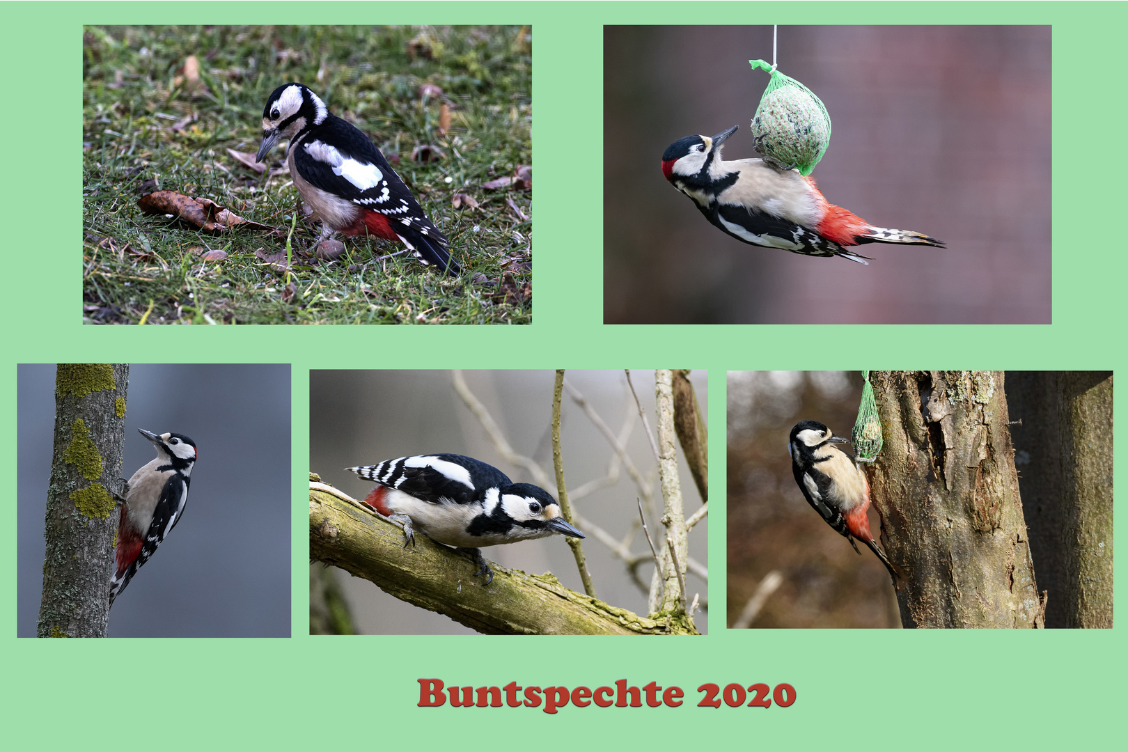 Buntspechte