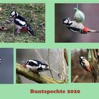 Buntspechte