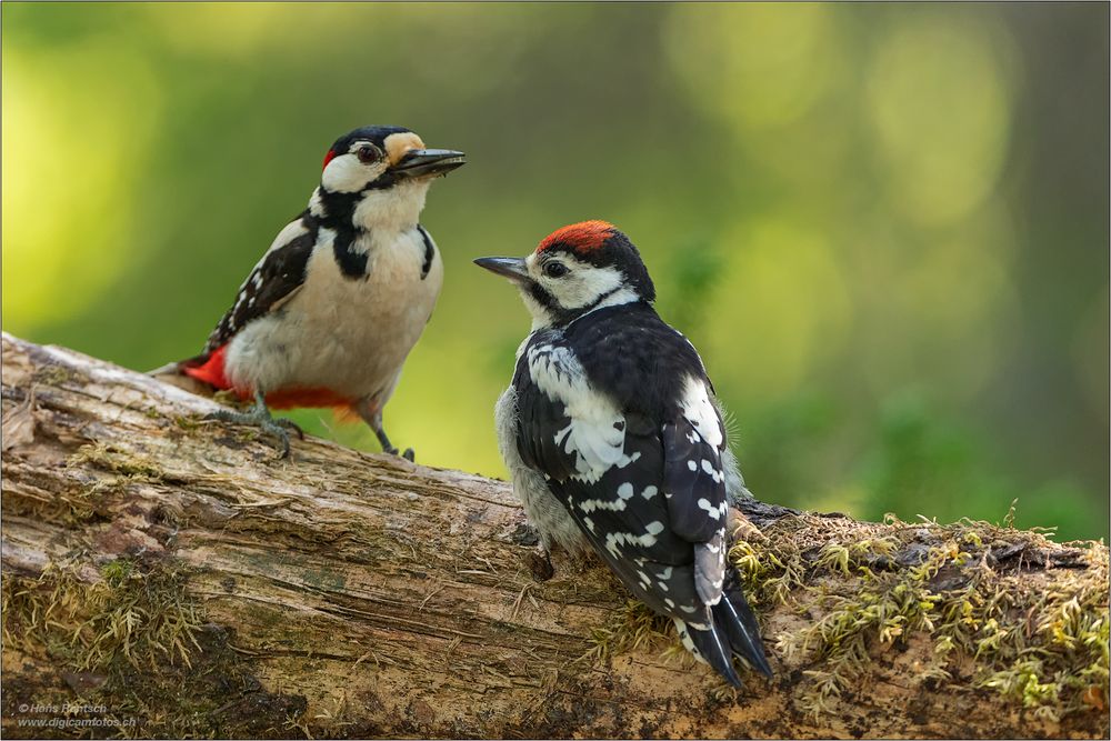 Buntspechte Junger mit Vater....