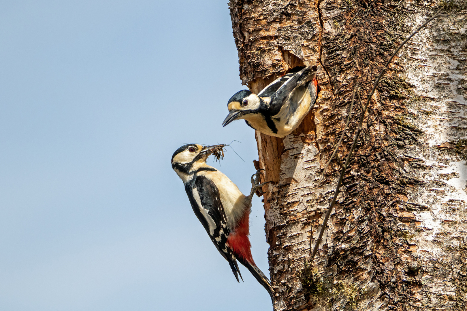 Buntspechteltern beim füttern