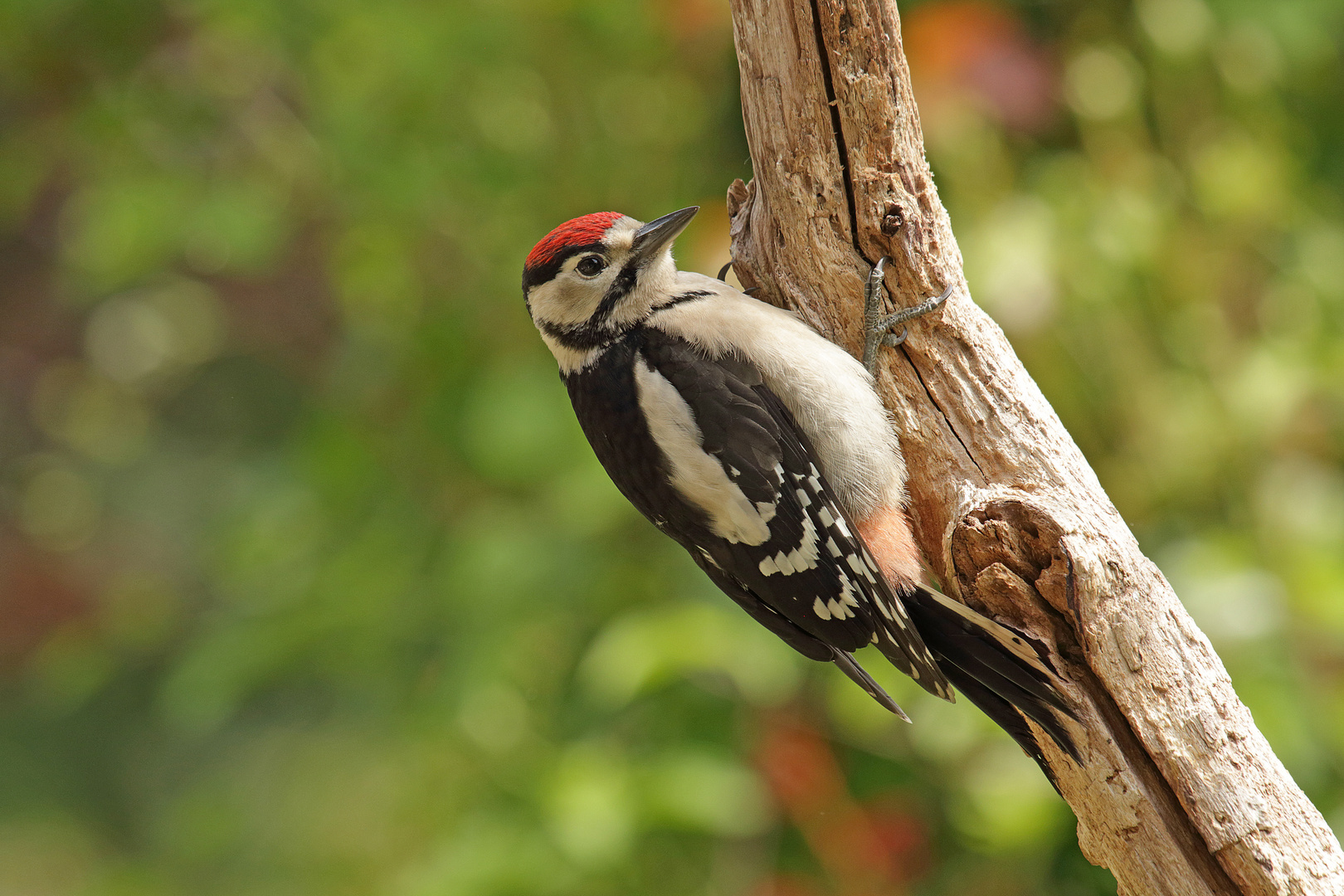 Buntspecht_Jungvogel