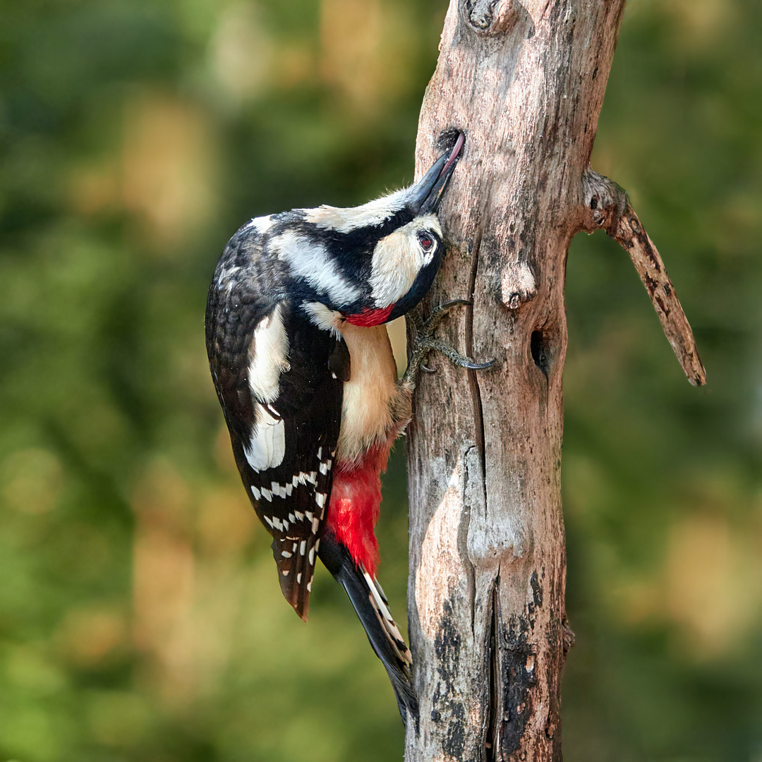 Buntspechtmännchen