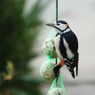 Buntspechtmännchen am Meisenknödel