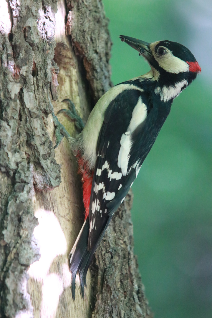 Buntspechtmann am Nest