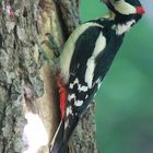 Buntspechtmann am Nest