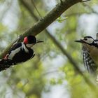 Buntspechtpaar in Frühlingsstimmung 3