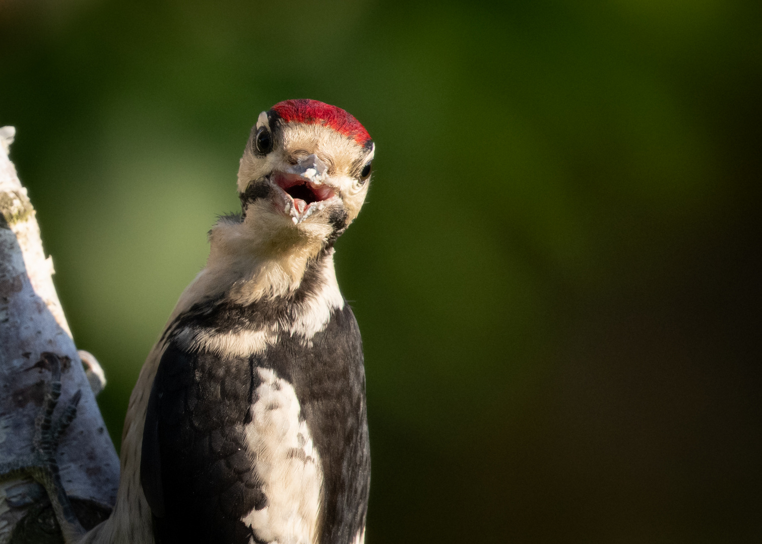 Buntspechtportrait