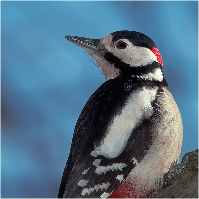 Buntspechtportrait ( Picoides major )