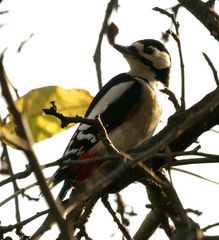 Buntspechtweibchen