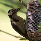 Buntspechtweibchen an der Futterstelle