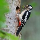 Buntspechtweibchen bringt Insekten für den Nachwuchs