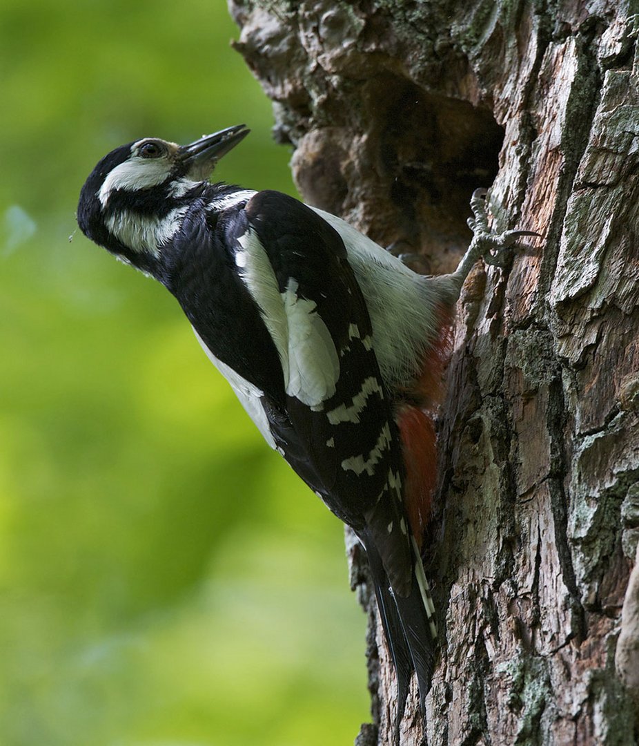 buntspechtweibchen