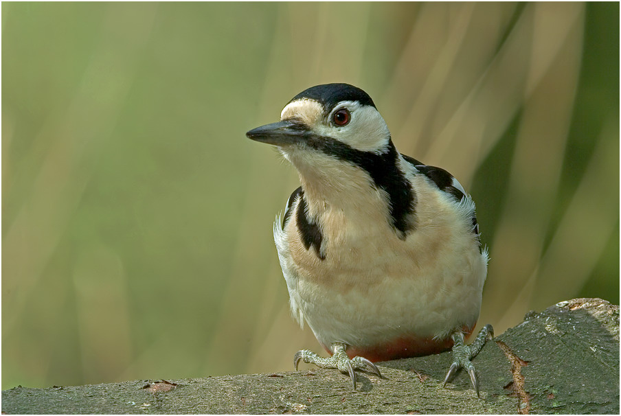 Buntspechtweibchenportrait ( Picoides major )