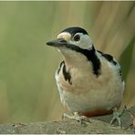 Buntspechtweibchenportrait ( Picoides major )