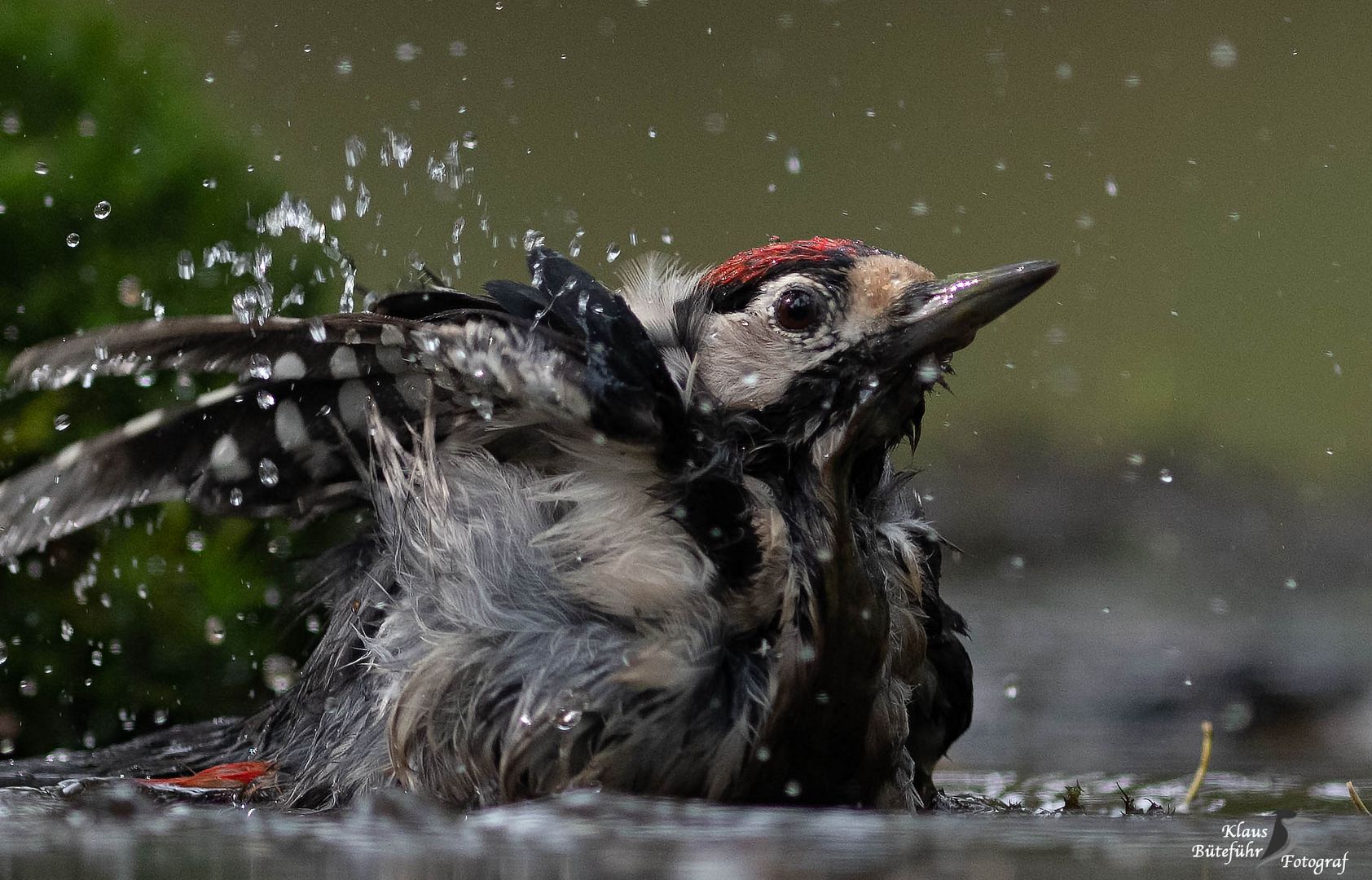 Buntsprecht beim Baden