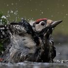 Buntsprecht beim Baden