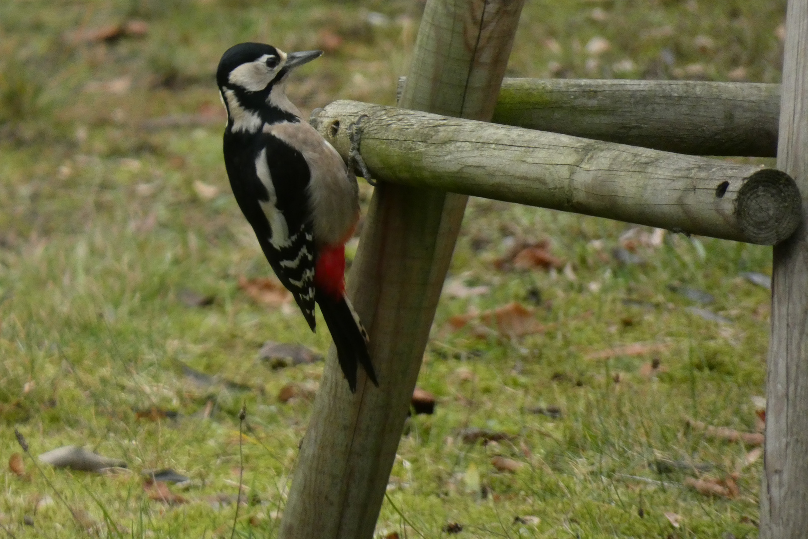 Buntsprecht in meinem Garten