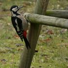 Buntsprecht in meinem Garten