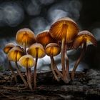   Buntstieliger Helmling (Mycena inclinata)