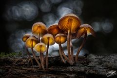   Buntstieliger Helmling (Mycena inclinata)