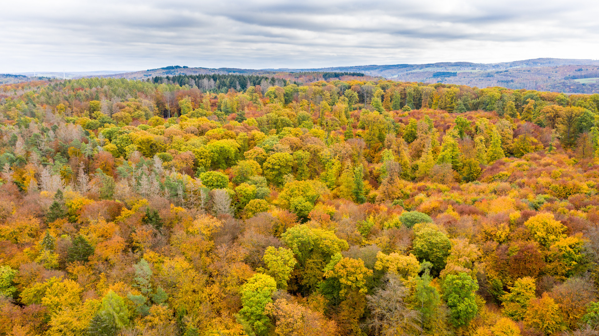 Buntstift Herbstwald