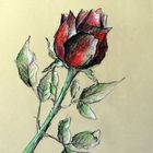 Buntstift Rose