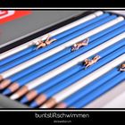 buntstiftschwimmen