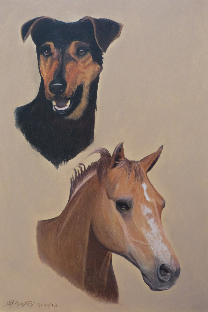 Buntstiftzeichnung Doppelportrait Hund & Pferd / Colored pencil drawing dog & horse