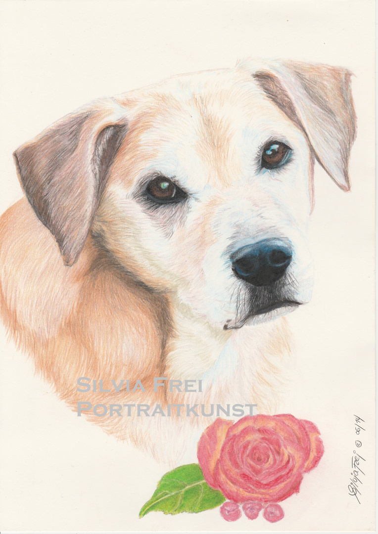 Buntstiftzeichnung Hund / Dog Portrait in Colored Pencils