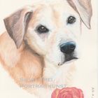 Buntstiftzeichnung Hund / Dog Portrait in Colored Pencils