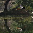 Buntstorch im Spiegel