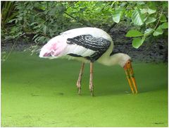 Buntstorch im Tümpel