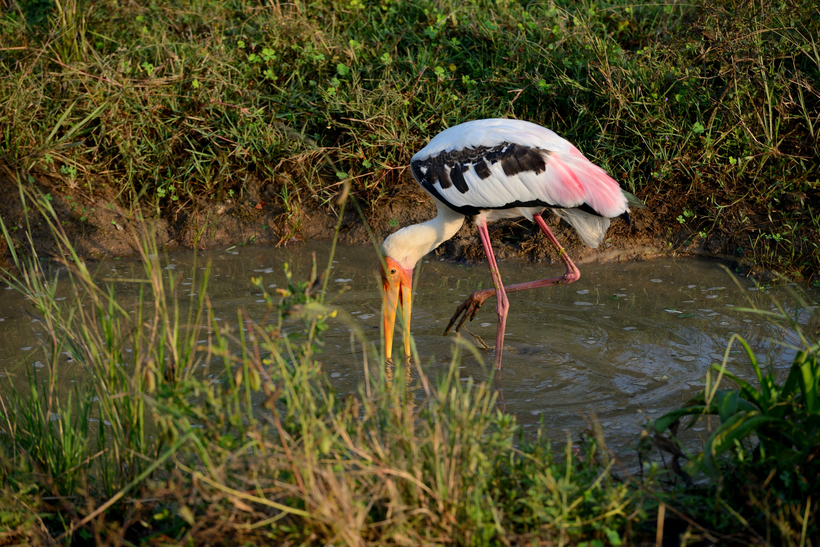 Buntstorch im Yala NP