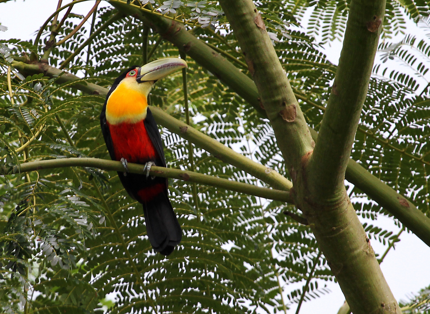 Bunttukan (Ramphastos dicolorus)