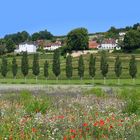 Buntwiese mit Aussicht