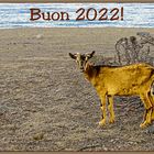 Buon 2022