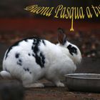 Buona Pasqua!!!