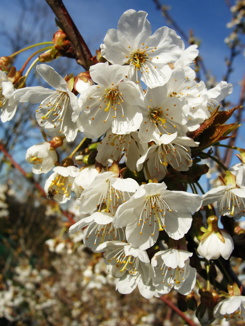 BUONA PASQUA !!!!!!!!!!