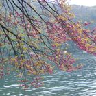 Buona Pasqua dal Lago di Como