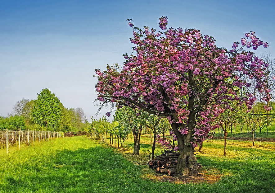 BUONA PASQUA