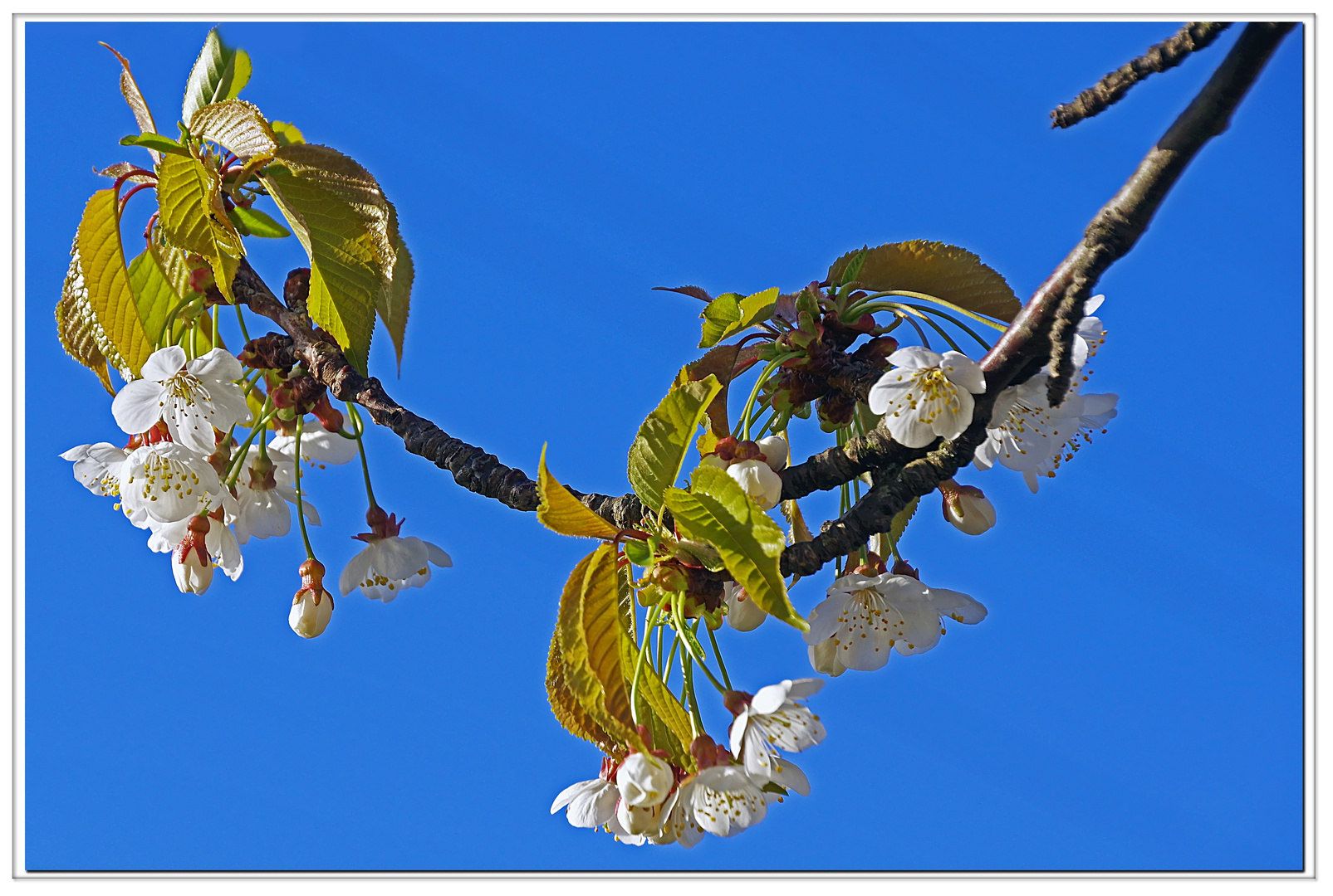 buona pasquetta. Foto % Immagini| piante, fiori e funghi, nature