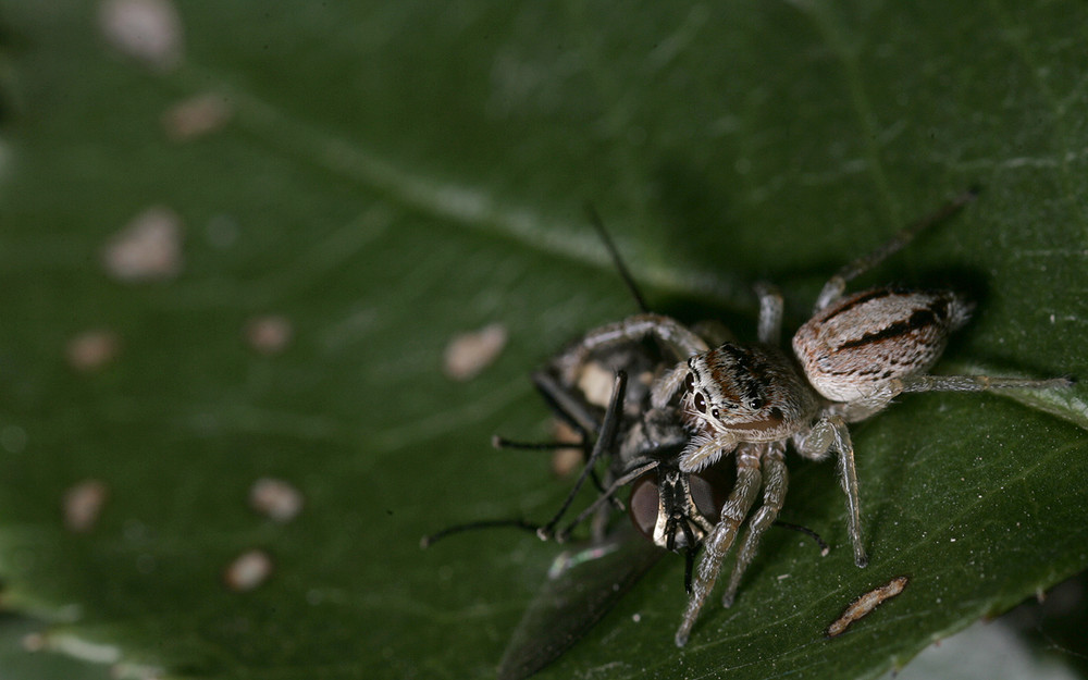 Buona questa mosca!!