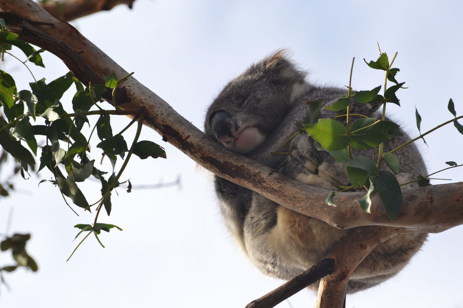 Buonanotte Koala