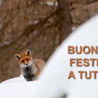 Buone Feste