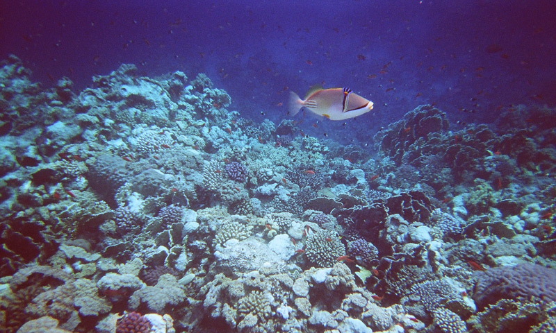 BUONE VACANZE DAL MAR ROSSO