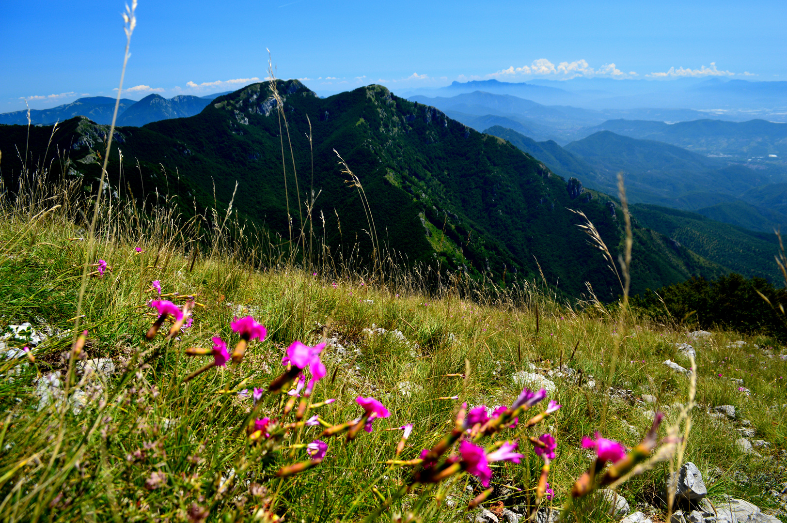 Buongiorno Mondo Foto Immagini Macro Fiori Montagna Foto Su Fotocommunity