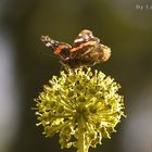 Buoni questi fiori di edera !