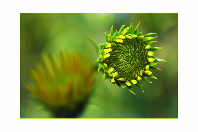 Buphthalmum salicifolium