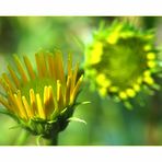 Buphthalmum salicifolium