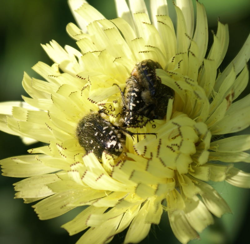 Buprestes dans une fleur de pissenlit